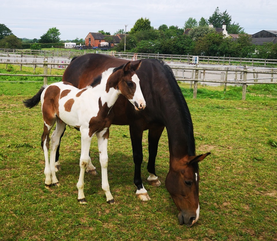 Selle Francais Horses